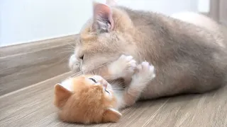 The way the mother cat shows her love to her little daughter is very special and strong.