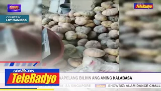 Magsasaka umaapelang bilhin ang aning kalabasa | TeleRadyo Balita (9 June 2023)