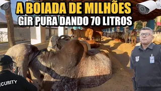 O BOI DE 3 MILHÕES DE REAIS DA FAZENDA CANCAN