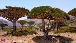 4K UNIQUE PLACES on Earth : Stunning drone footage of SOCOTRA, Yemen's PARADISE in the Indian Ocean