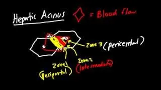 Liver Architecture Made Simple! Classic Lobule, Hepatic Lobule, Heptaic Acinus