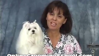 Maltese Grooming - Grooming A Maltese Puppy