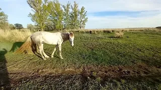 The skinny horse is very hungry
