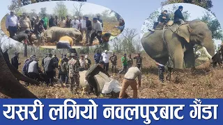 यसरी लगियो गैँडालाई नवलपुरबाट चितवन । Rhino of nepal