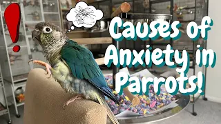 Causes Of Anxiety & Stress In Parrots | TheParrotTeacher