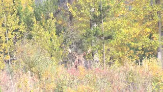 TWO ARCHERY BULL MOOSE IN ONE WEEK