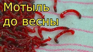 Как сохранить мотыля до весны ,советы для рыбалки. My fishing