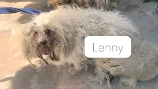 These dogs were so matted they couldn't even see - watch their transformation!