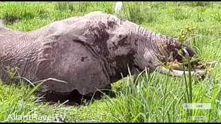 Heartbreaking moment: elephant stuck in mud fights for survival