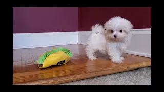 Teacup Maltese 4-sale Marietta, GA Tcupsandtoypups.com 770-527-7295