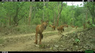 Students Around the Globe Collect Quality, Eye-opening Research Data on Mammals (No Captions)