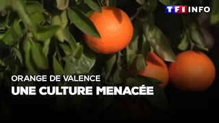 Orange de Valence : une culture menacée