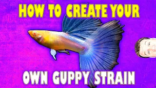 How to Create Your Own Guppy Strain