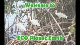 Welcome to ECO Planet Earth