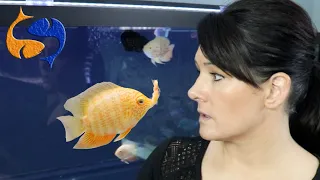 Feeding Aquarium Fish How Much And How Often? Don't Over Feed Fish! Fixing My Worst Video!