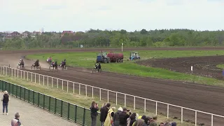 07 Групповой ЖиК орловской  рысистой  породы  2022 гр. Воронежский ипподром 12 мая 2024 г.