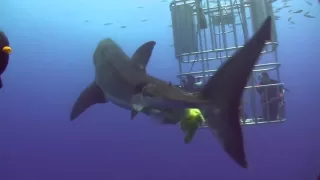 Great White Shark Guadalupe Aug 2010 Poop YouTube
