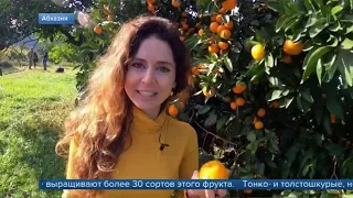 Телеканал "Первый канал". В Абхазии началась горячая пора сбора мандаринов
