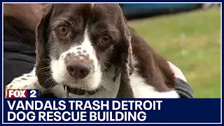 Vandals trash Detroit Dog Rescue building during break-in
