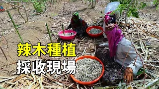 辣木的種植與收穫，很多人沒看過