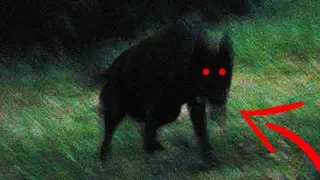 Top 10 Mythical Creatures & Cryptids 2019