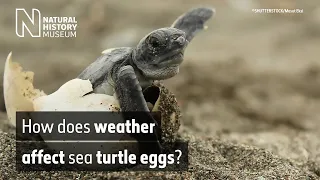 How does weather affect sea turtle eggs? | Natural History Museum (Audio Described)