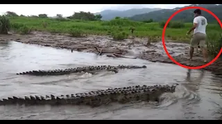 Insane Crocodile Encounters for 15 Minutes