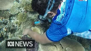 Coral gardening could rehabilitate dying reefs and save coastal communities | The World