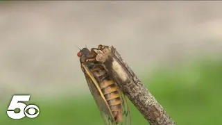 Once-in-a-lifetime cicada emergence expected for 2024