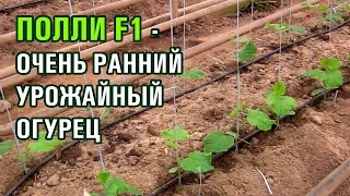 ПОЛЛИ F1 - РАННИЙ УРОЖАЙНЫЙ ОГУРЕЦ (26-12-2018)