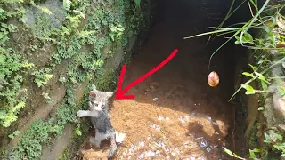 The kitten fell in the river