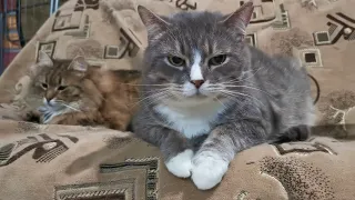Кот отдыхает на диване после сытного обеда (2022)