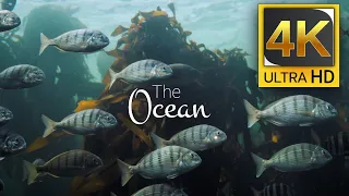 The Ocean 4K - Scenic Wildlife Film