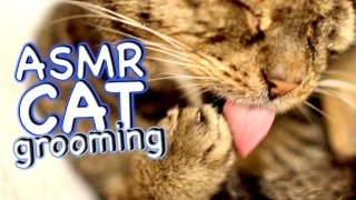 ASMR Cat - Grooming #34