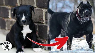 I'm a Big Kid Now Cute Baby Animals - Dogs Grow Up - Animals Transformation #1