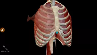 Le thorax : Généralités