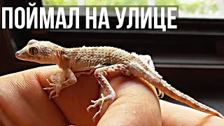 ПОЙМАЛ ЯЩЕРИЦ НА УЛИЦЕ СРЕДЬ БЕЛА ДНЯ / домашние ящеры