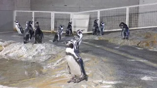 休館中のフンボルトペンギンたち