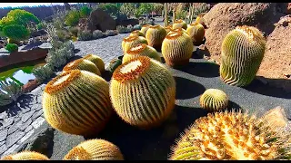 Cactus Garden