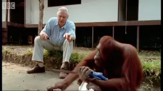 Attenborough: Amazing DIY Orangutans | BBC Earth