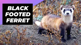 Black-Footed Ferret 🦨 One Of The Most Endangered Animals In The Wild #shorts