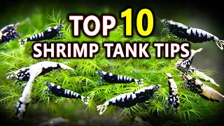 My Top 10 Tips for Breeding 1000's Shrimps!