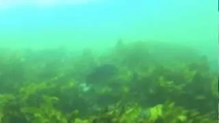 Bluefish Point Dive 9.9.12