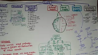 Scalp (part 1) Extent, layers and SUPERFICIAL TEMPORAL REGION