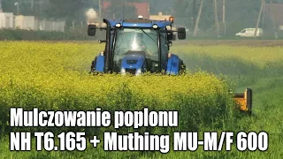 Mulczowanie poplonu - New Holland T6.165 z kosiarką bijakową Muthing MU-M/F 600