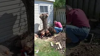 Removing a cherry tree stump's roots to the classic Rocky tune