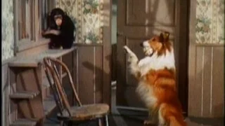 Lassie - Episode #506 - "Patsy" - Season 16, Ep. 3 - 10/12/1969