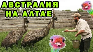 Как австралийские страусы Эму ведут себя в Сибири, интересные отношения к хозяину. Истории из жизни