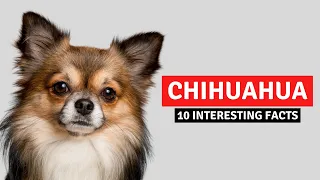 10 Facts That Make The Chihuahua Breed So POPULAR