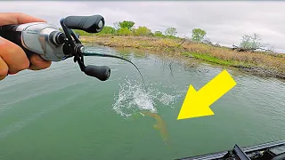 Unexpected MASSIVE Personal Best Fish DESTROYS Topwater Lure!!